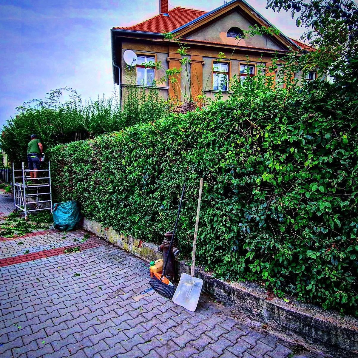 Řez vysokého živého plotu podél dlážděné cesty u rodinného domu