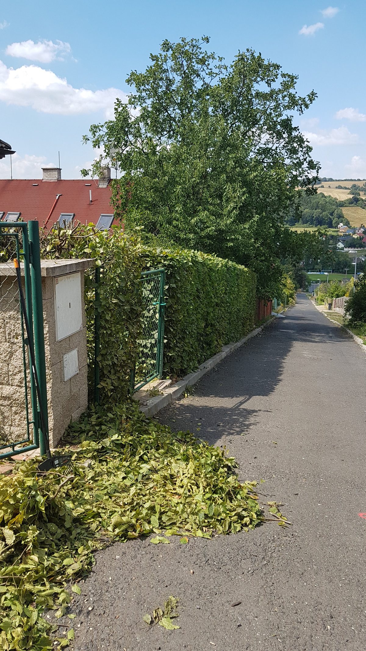 Střih živého plotu podél chodníku